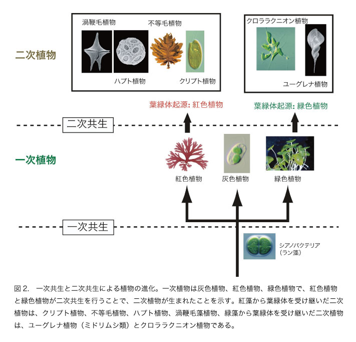 第1回 ハテナという生物 植物になるということ 一般向け情報 日本植物学会