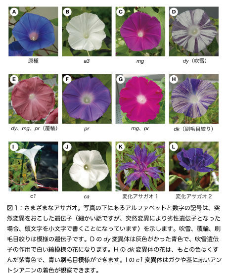 第3回 色違いの花はどうしてできる アサガオの多彩な花色を決める遺伝子 一般向け情報 日本植物学会