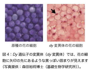 第3回 色違いの花はどうしてできる アサガオの多彩な花色を決める遺伝子 一般向け情報 日本植物学会