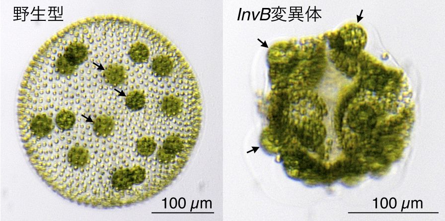 第5回 ボルボックス胚のインバージョンには糖ヌクレオチド輸送体invbに依存したecmベシクルの成長が必須である 一般向け情報 日本植物学会